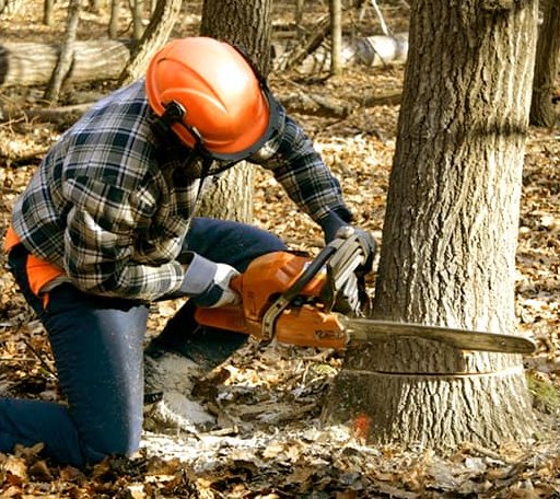Tree Removal in Catawba, VA